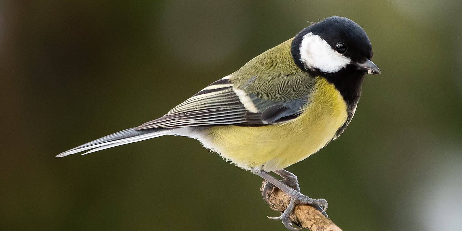 Even titmice have their own holiday - Tit, Moscow, Red Book, Birds, Winter, Nature, Longpost