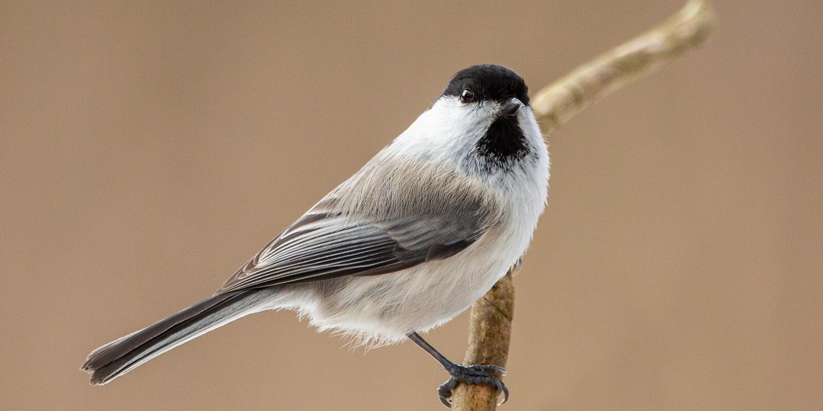 Even titmice have their own holiday - Tit, Moscow, Red Book, Birds, Winter, Nature, Longpost