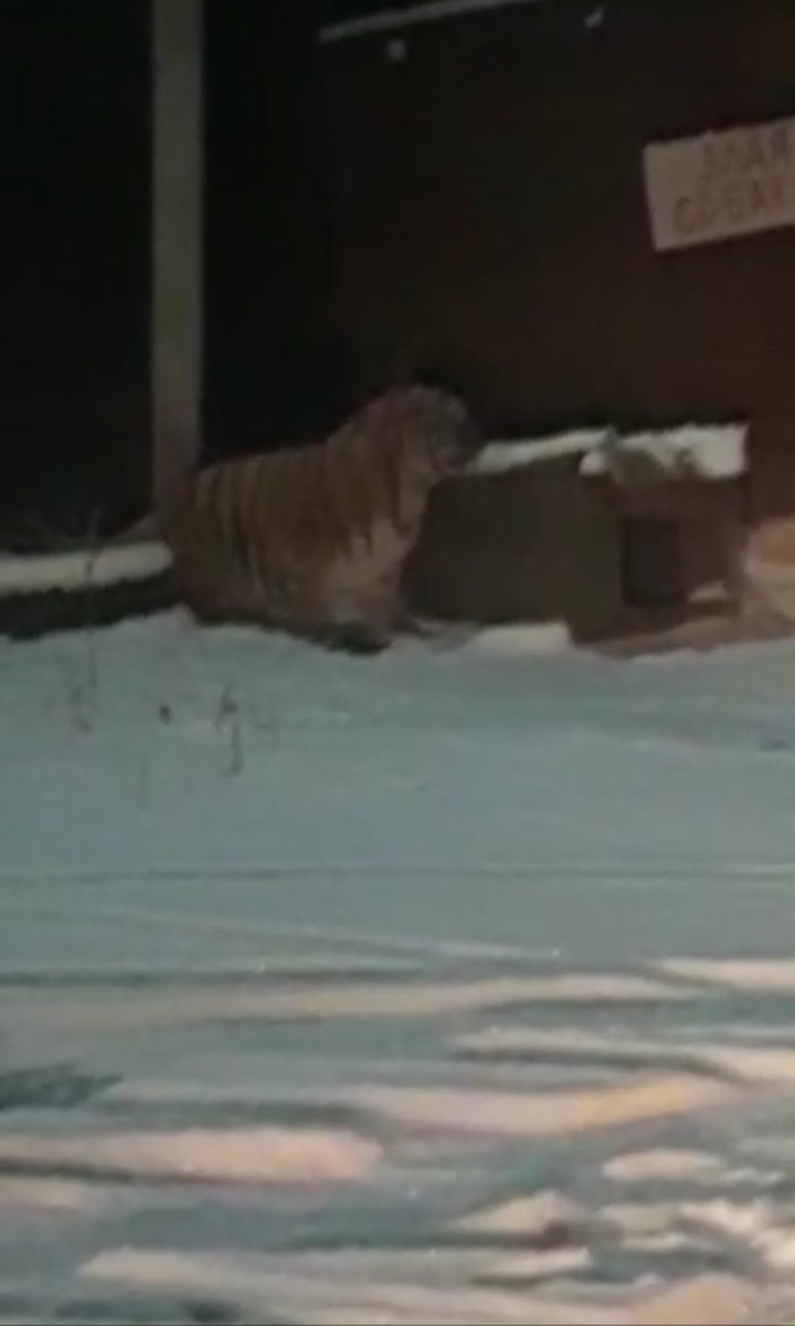 Tiger in Khabarovsk Territory - Tiger, Khabarovsk region