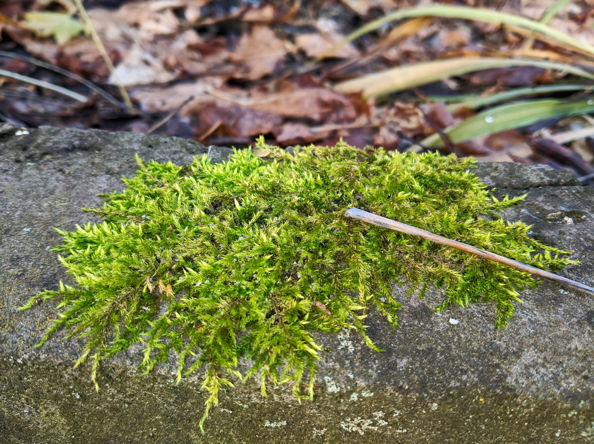 The world under your feet after freezing - My, Moss, Frost, Winter, First days, The photo, Photographer, Nature, Plants, Thuja, Longpost