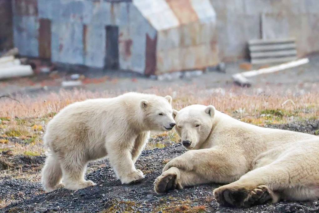 I'm not parting with my gun. How they live and work in Russia's northernmost nature reserve - My, Wrangel Island, North, Chukotka, Travel across Russia, Longpost