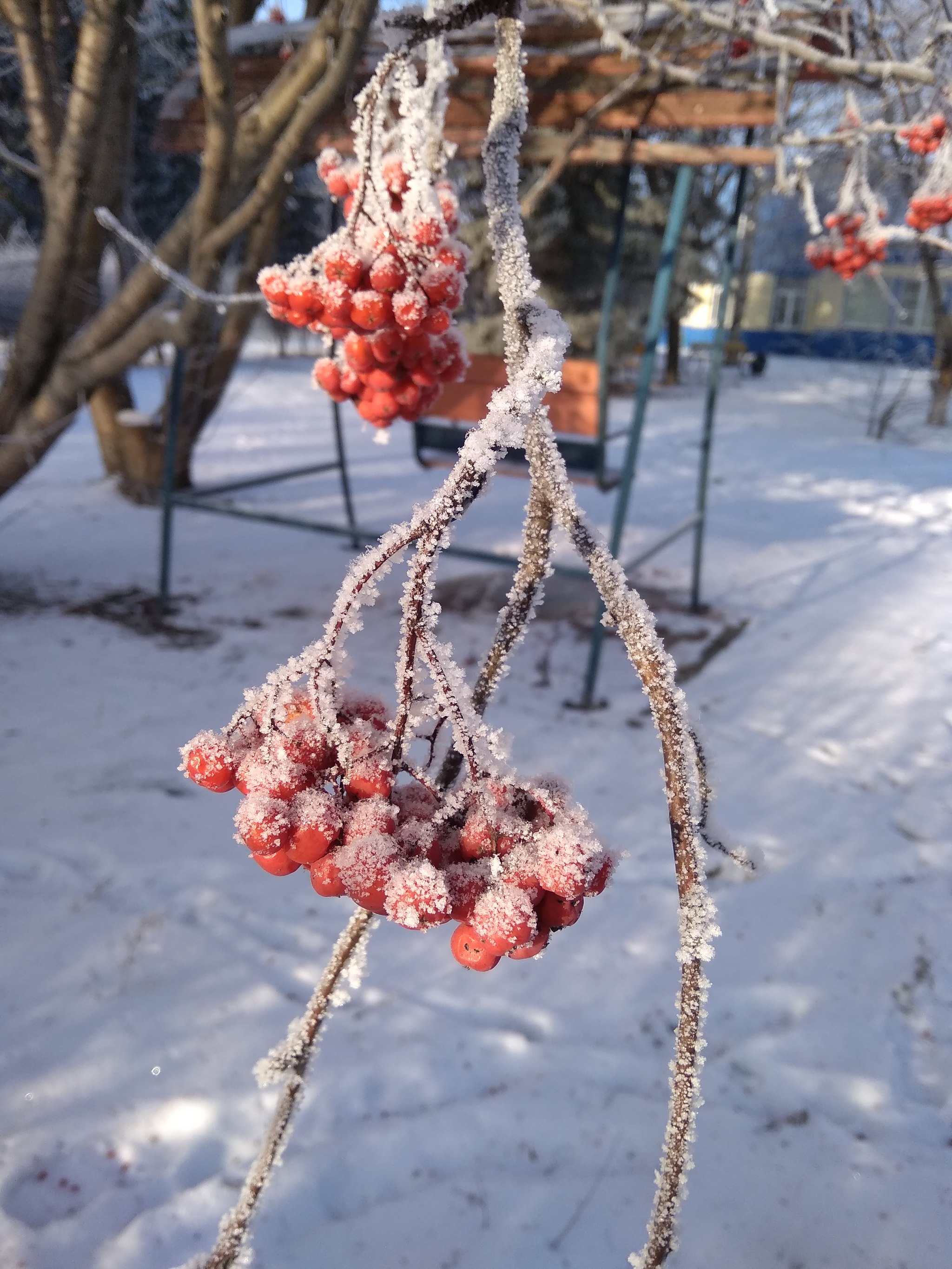 Зимняя сказка на Алтае - Моё, Сибирь, Республика Алтай, Фотография, Природа, Зима, Длиннопост, Длиннопост, Красота природы, Красота природы, Рябина, Рябина