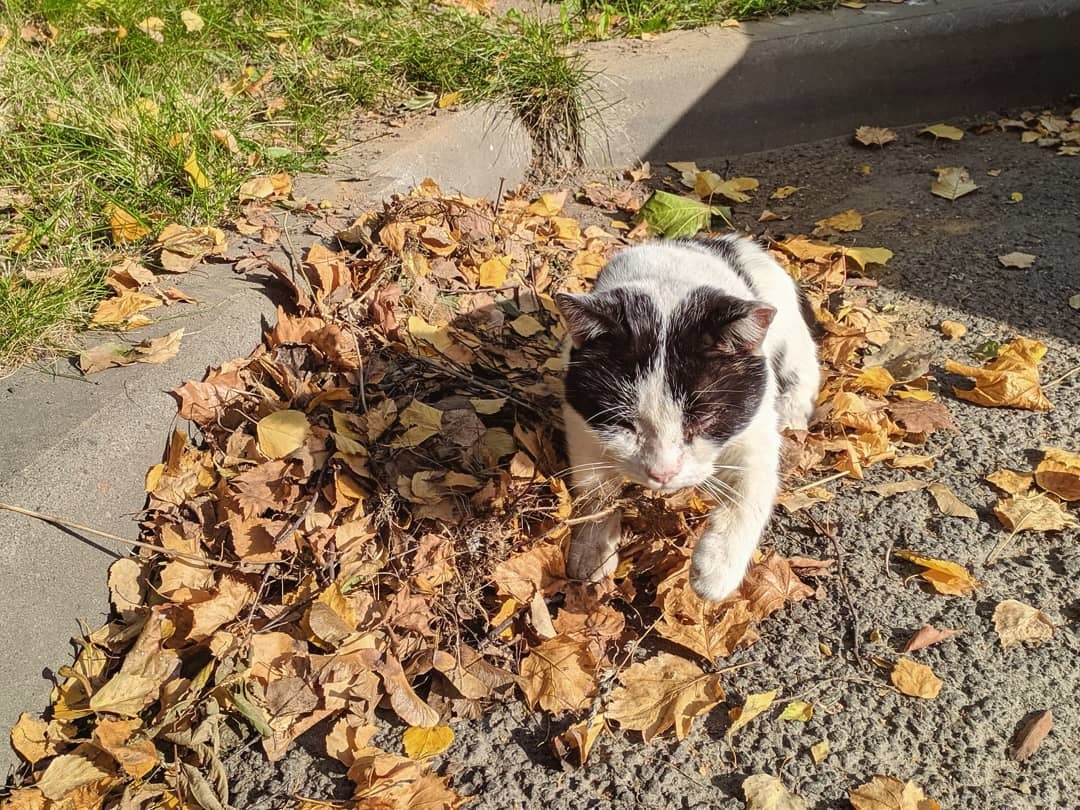 Если долго смотреть на кота, кот потребует поглажки - Моё, Кот, Осень, Уют, Длиннопост