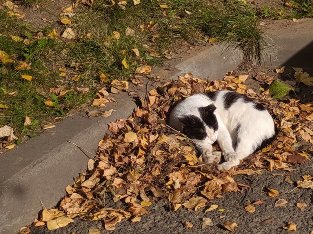 Если долго смотреть на кота, кот потребует поглажки - Моё, Кот, Осень, Уют, Длиннопост