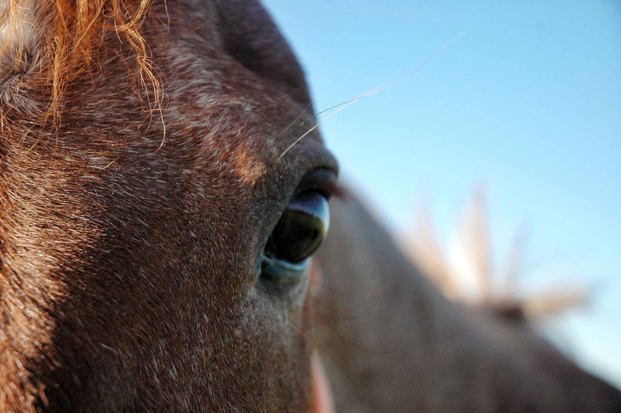 How I stopped wanting to be a farmer - My, Weekend, Animals, Horses, Longpost, Сельское хозяйство