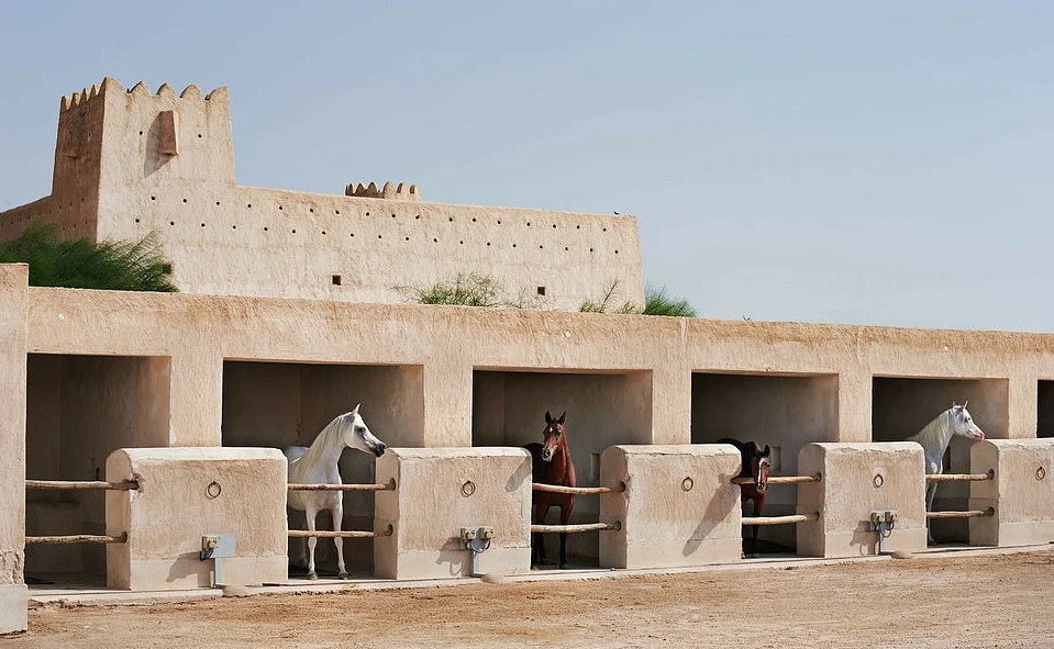 The horses live! Qatar has the coolest equestrian center - Qatar, Horses, Care, Longpost, Stable, Swimming pool, Solarium