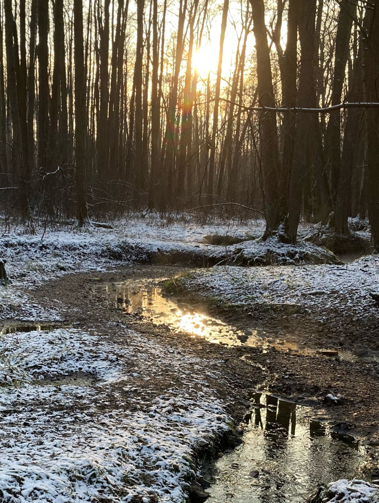 The beauty of dirt - My, Forest, Winter, beauty of nature, The photo, Walk, Nature, Interesting, Longpost