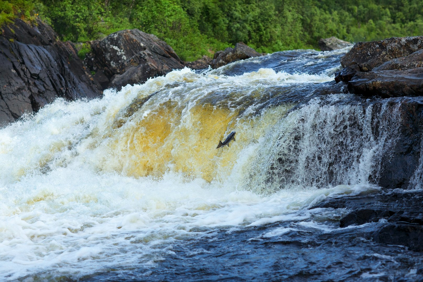 Going against the flow through rapids is not a game, it's natural selection!... - A fish, Salmon, Spawning, Thresholds, River, At your own risk, Natural selection, Murmansk region, Longpost