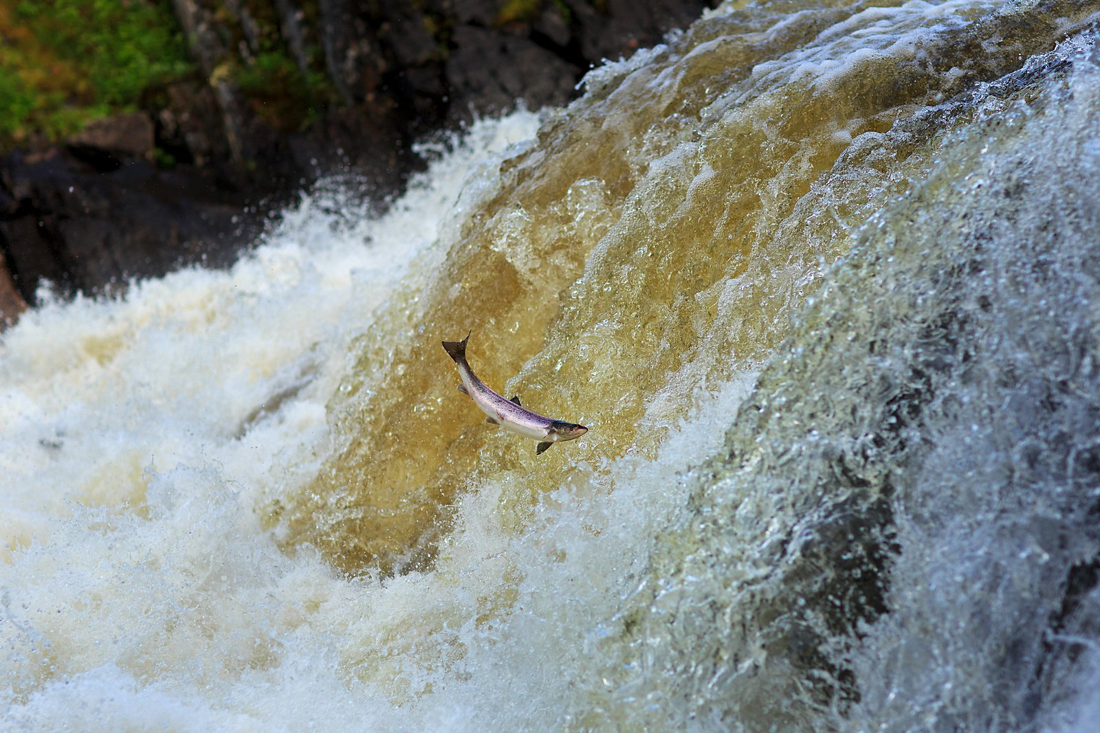 Going against the flow through rapids is not a game, it's natural selection!... - A fish, Salmon, Spawning, Thresholds, River, At your own risk, Natural selection, Murmansk region, Longpost