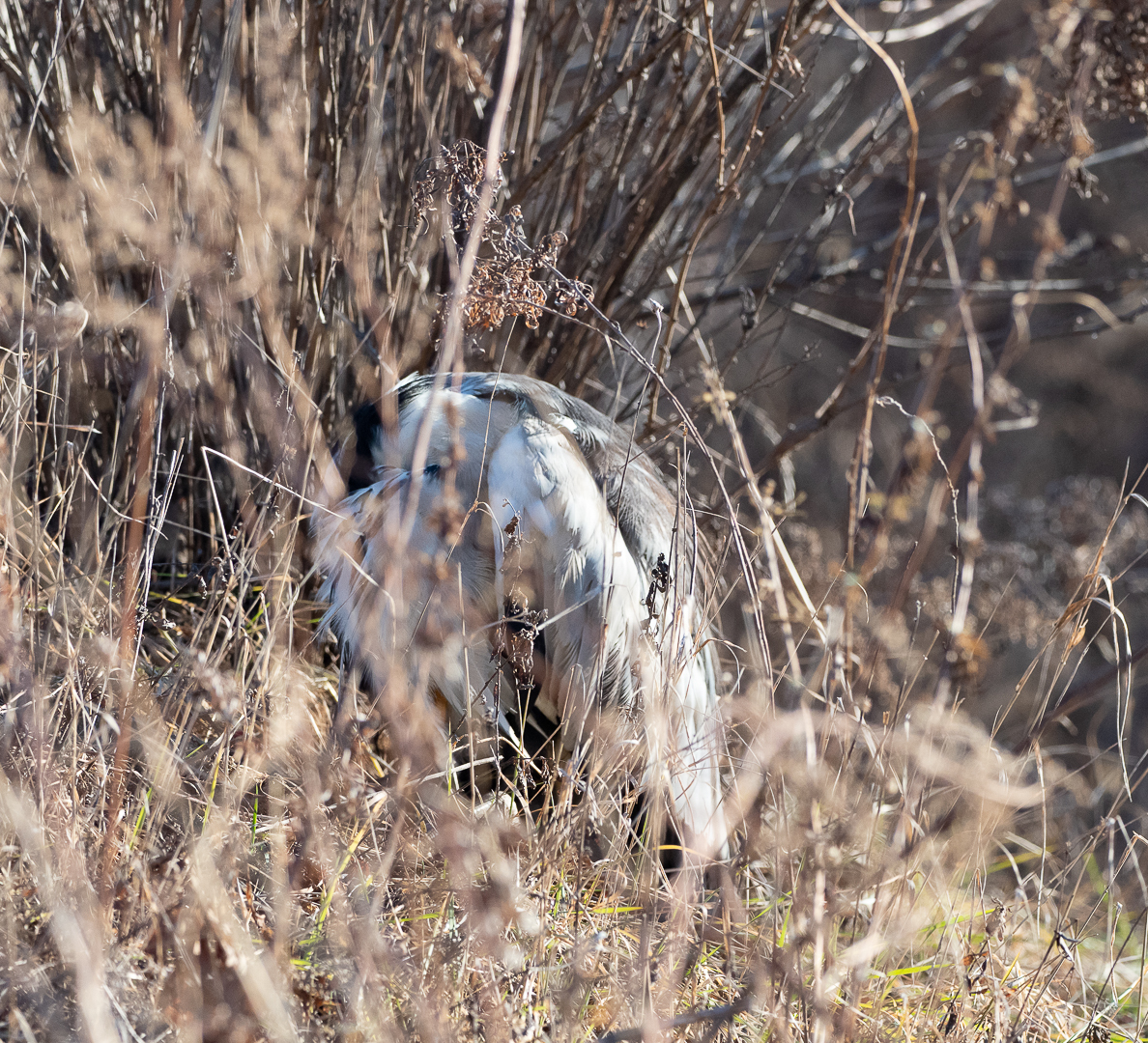 Another victim - My, Birds, Heron, Longpost, Animal Rescue, Negative