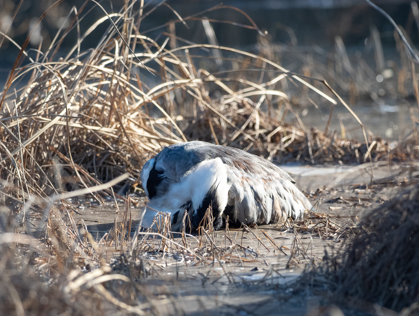 Another victim - My, Birds, Heron, Longpost, Animal Rescue, Negative