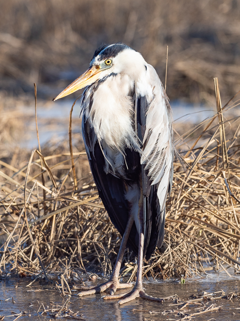 Another victim - My, Birds, Heron, Longpost, Animal Rescue, Negative