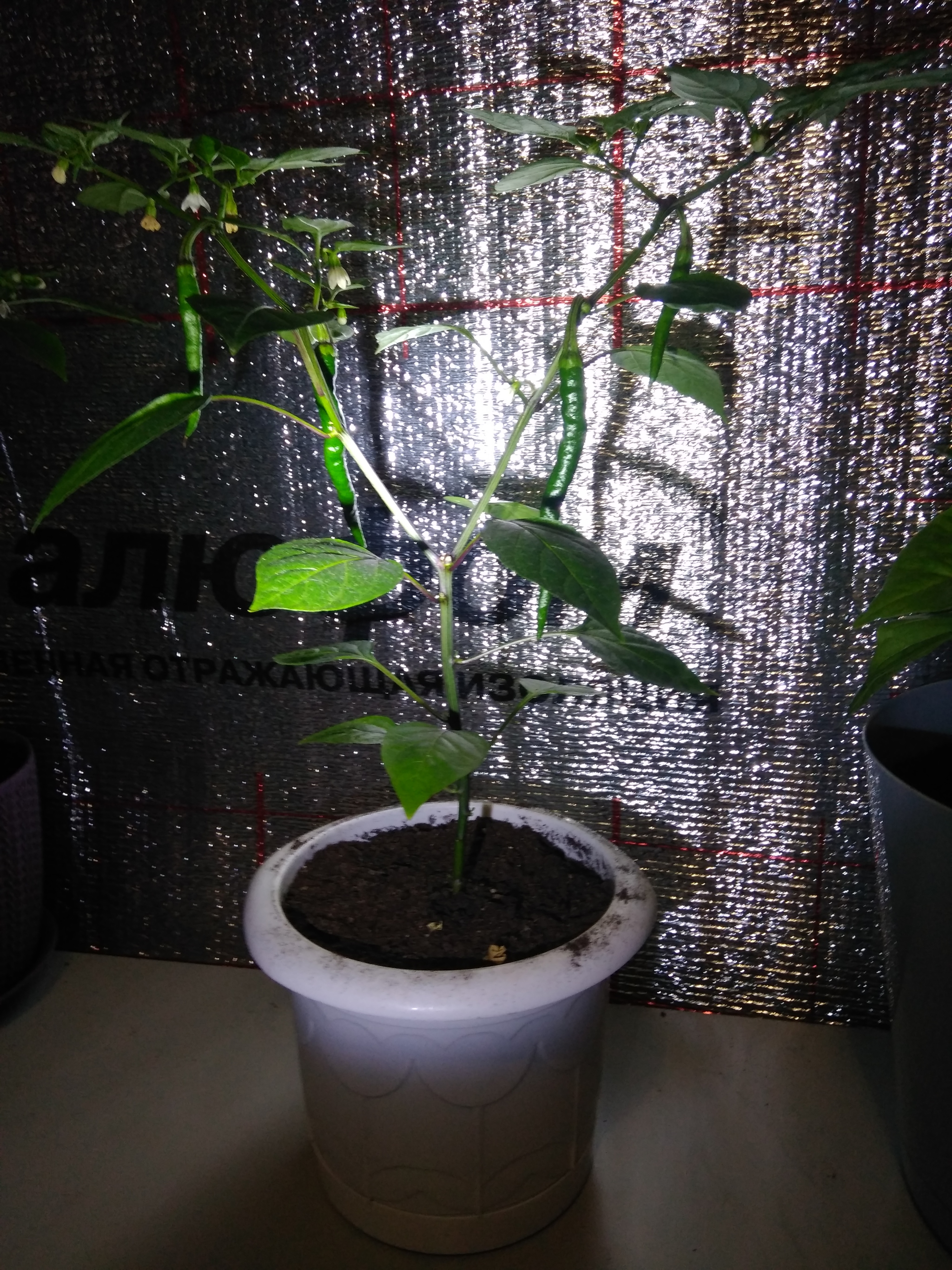 Again I ask for advice - My, Pepper farming, Hot peppers, Need advice