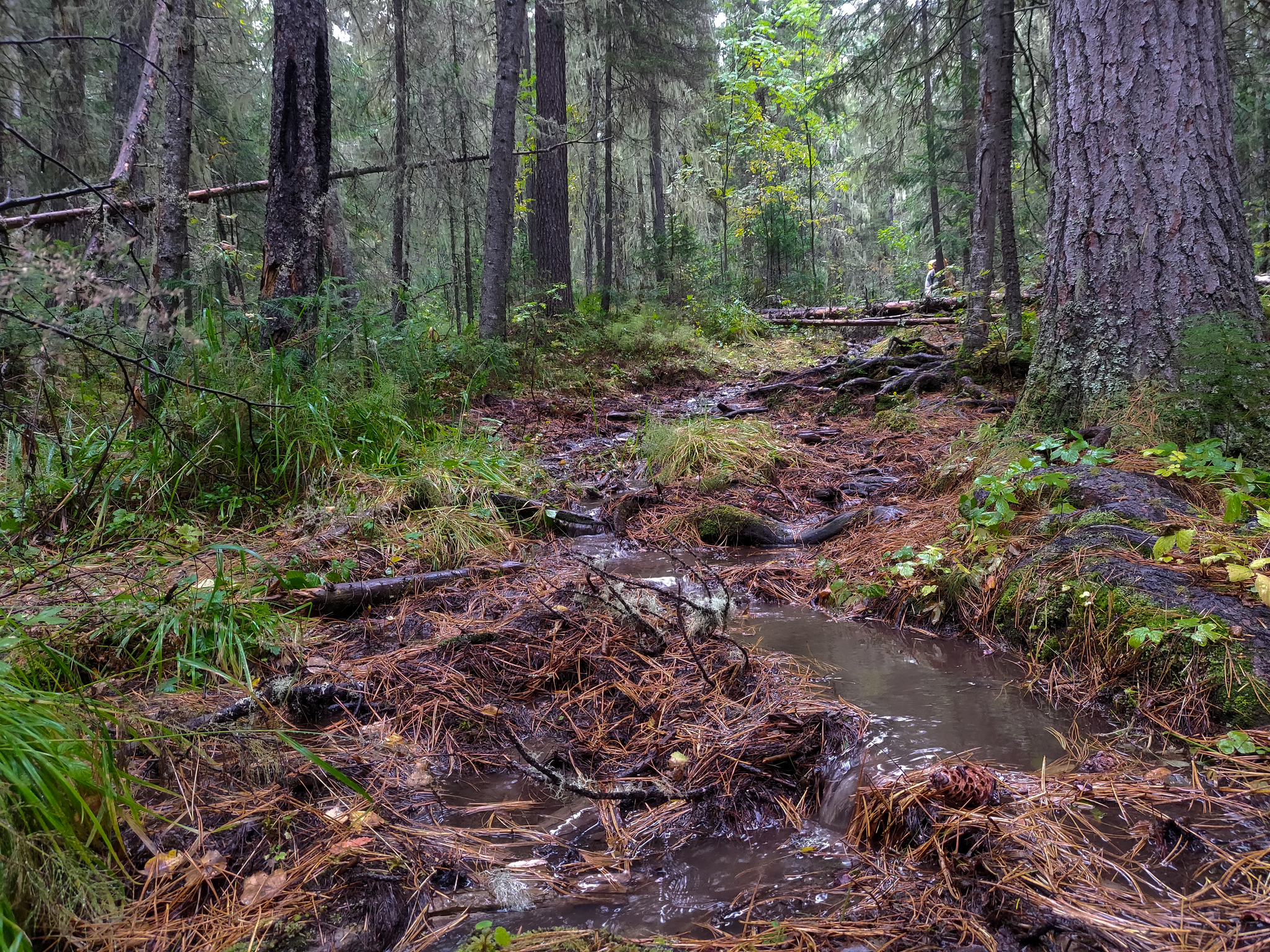 Northern Urals in the Dyatlov Pass area - My, Hike, The photo, Northern Ural, Nature, The mountains, Dyatlov Pass, Longpost