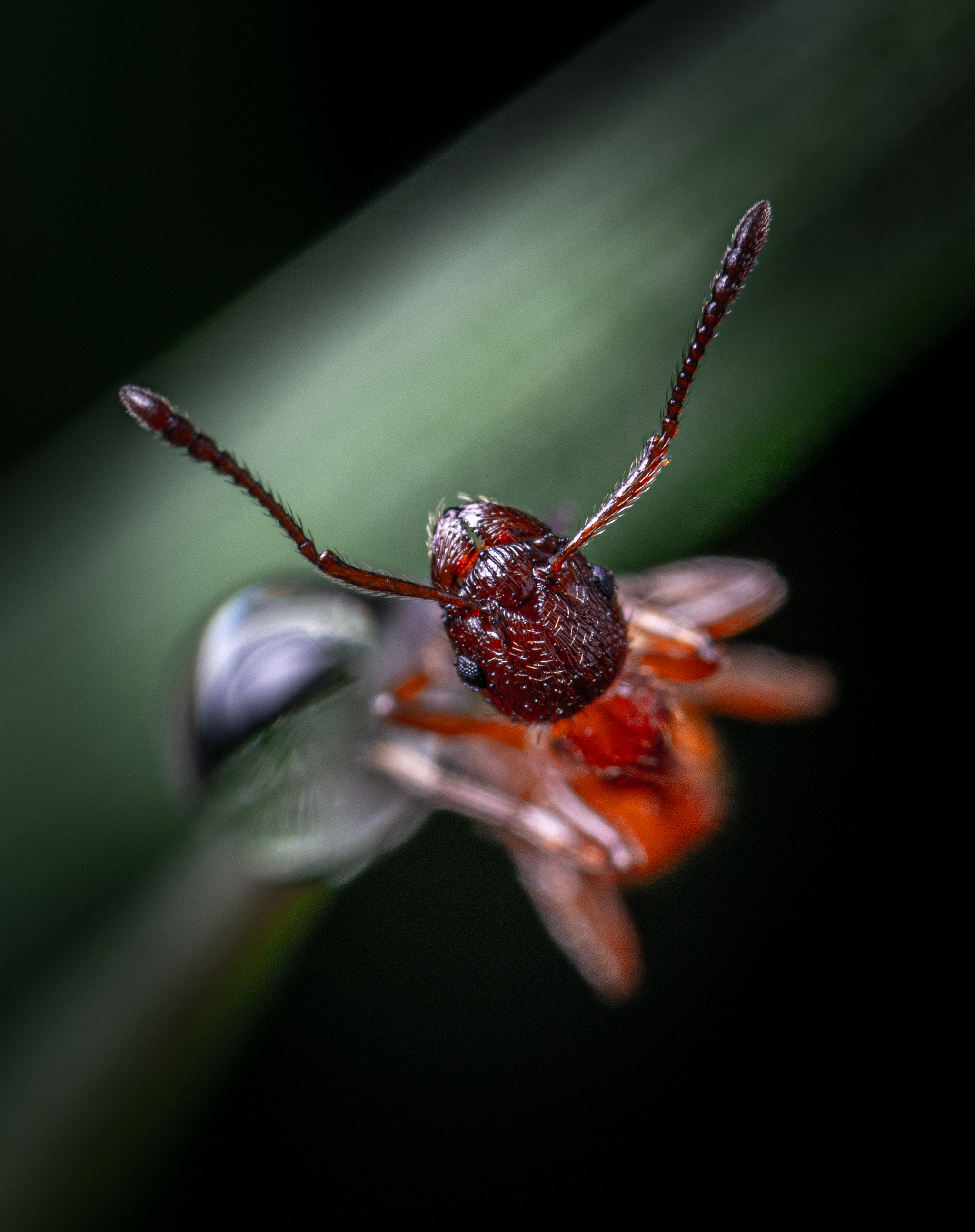 November selection of my macro photos - My, Macro photography, Insects, Arachnids, The photo, Longpost