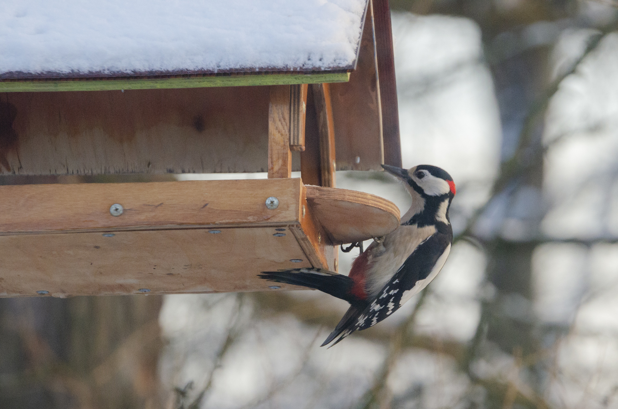 Birds - My, Birds, Nature, Trough, Winter, Longpost