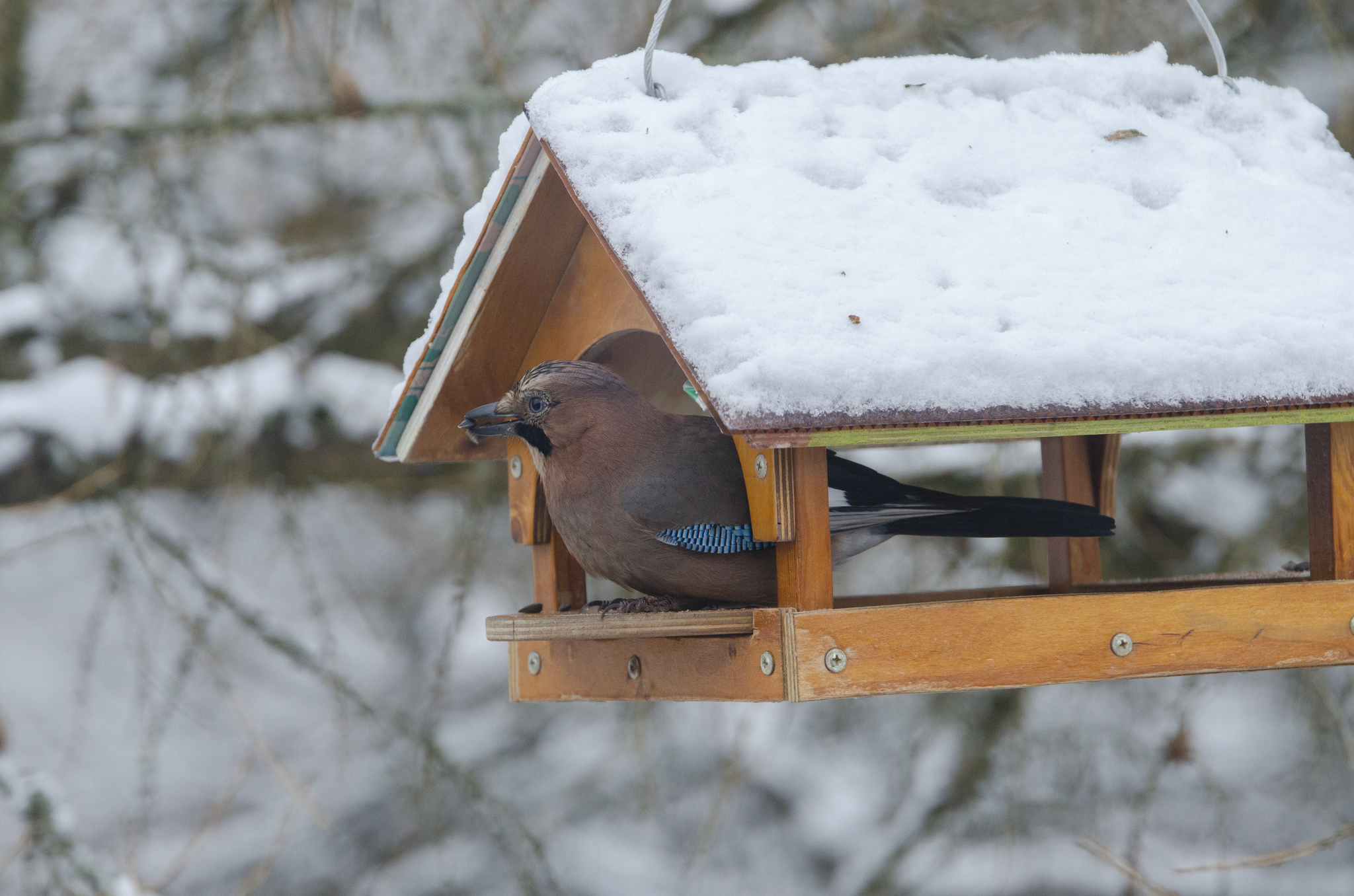 Birds - My, Birds, Nature, Trough, Winter, Longpost