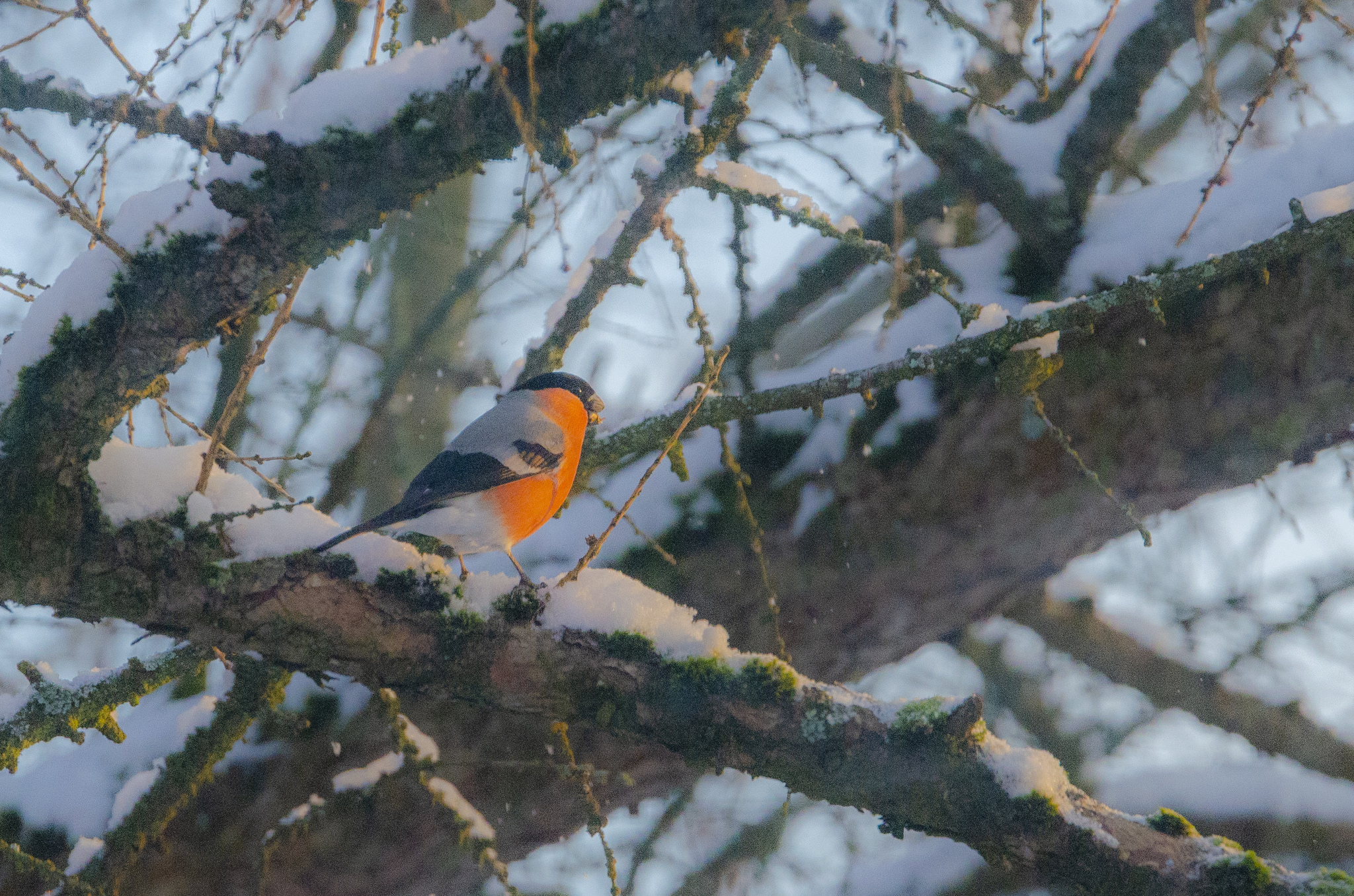 Birds - My, Birds, Nature, Trough, Winter, Longpost