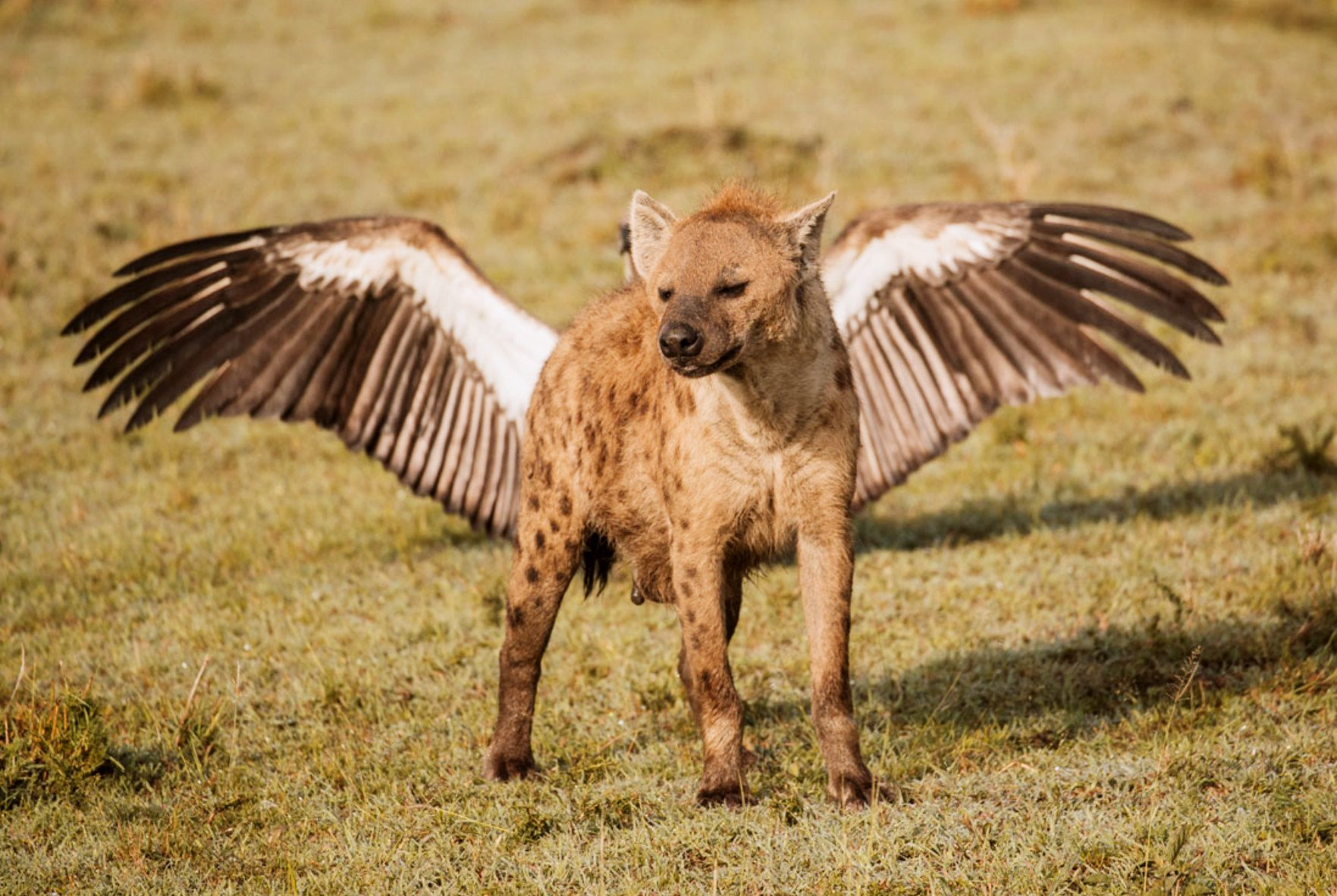 Winged Hyena - Hyena, Spotted Hyena, Wings, Wild animals, The photo, From the network, Lucky moment