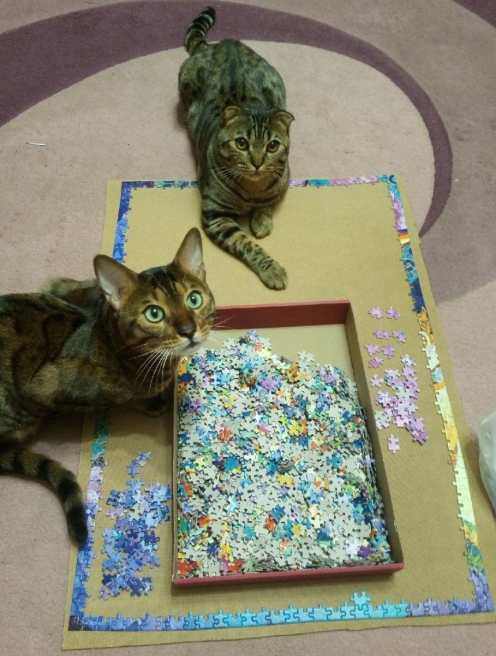 Assistants - My, cat, Puzzle, Friday