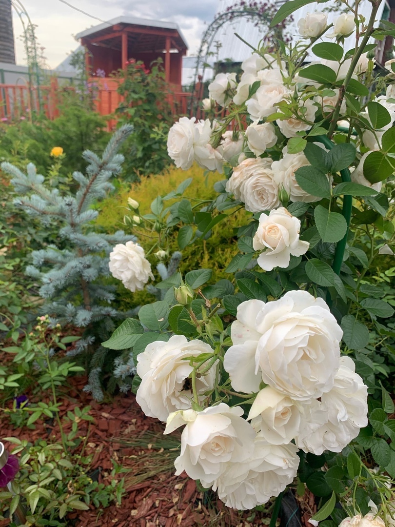 The best varieties of roses in my garden. Schwanensee - My, the Rose, Kirov