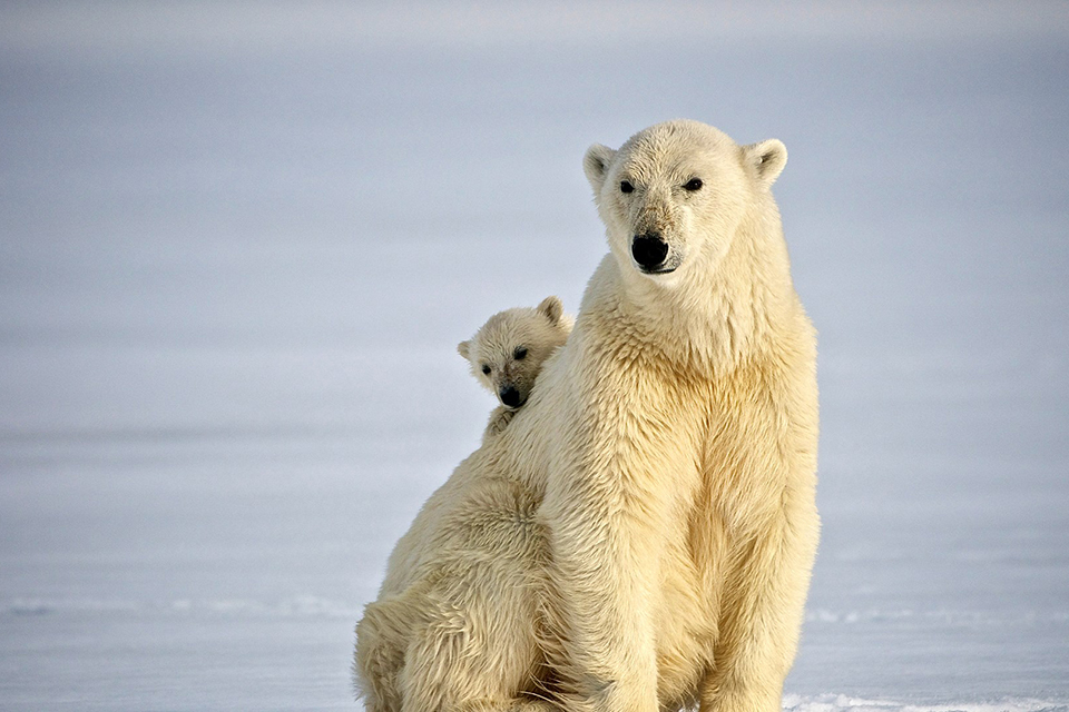 There was once such a word - Grumant... - My, Story, Travelers, Far North, Spitsbergen, Survival, Longpost, Cat_cat