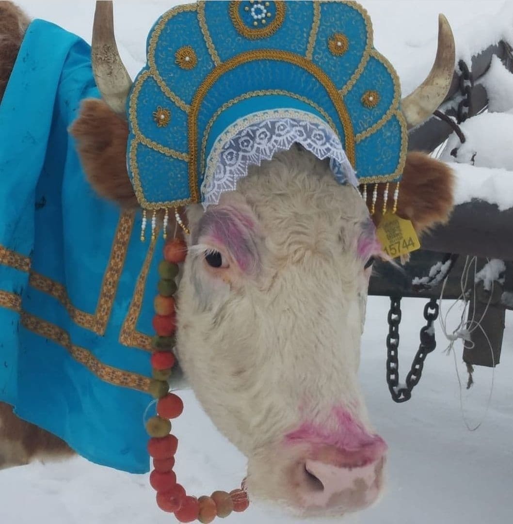 A beauty contest among cows was held in Yakutia - Beauty contest, Cow, Yakutia, Churapcha, Longpost