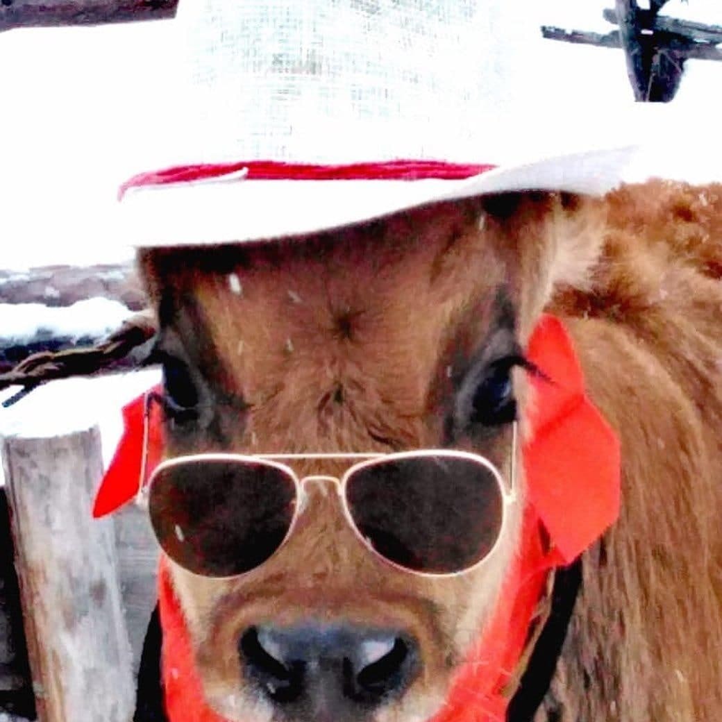 A beauty contest among cows was held in Yakutia - Beauty contest, Cow, Yakutia, Churapcha, Longpost