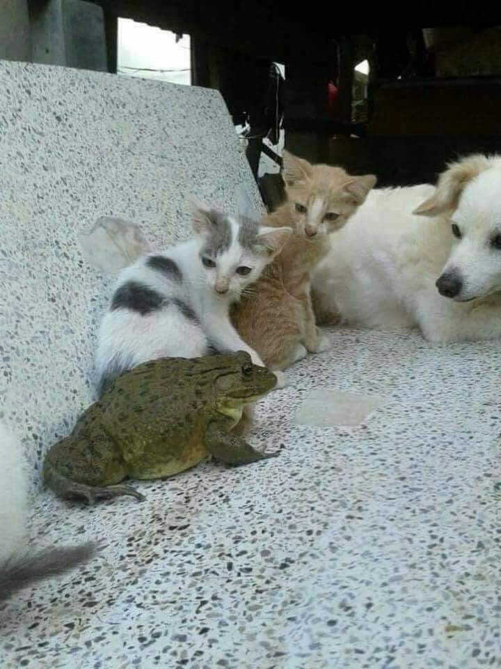 New guy - cat, Dog, Toad, Animals