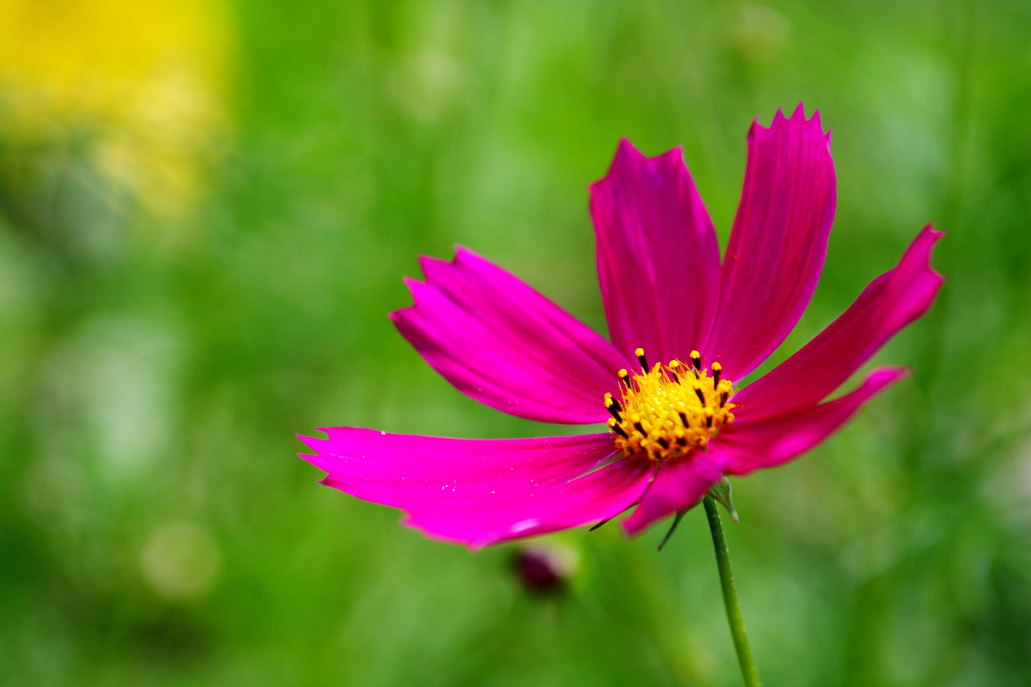 On a walk a few years ago - My, Nature, Summer, The photo, Web, Landscape, Flowers, Longpost