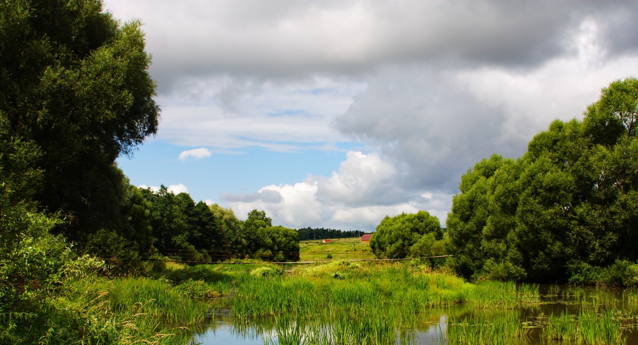 On a walk a few years ago - My, Nature, Summer, The photo, Web, Landscape, Flowers, Longpost