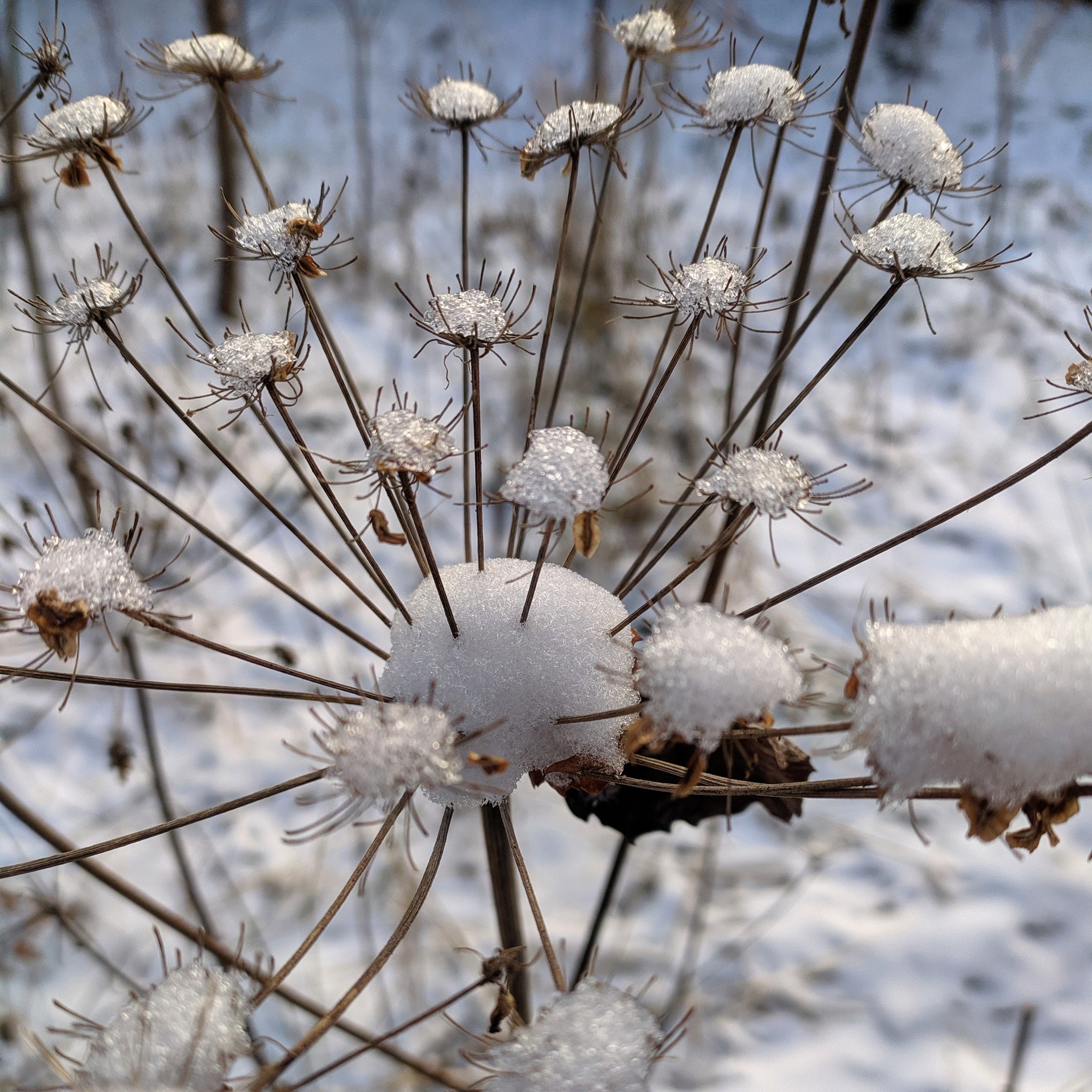 Bitsevsky forest - My, Winter, Forest, Longpost