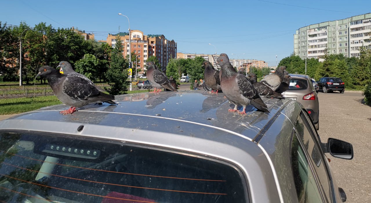 В Сколково вывели голубей, испражняющихся растворителем на машины  иностранных агентов | Пикабу