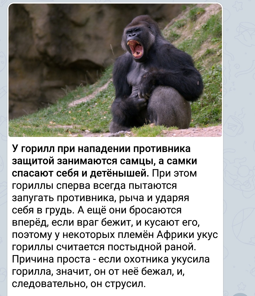 Не бежите от горилл) | Пикабу