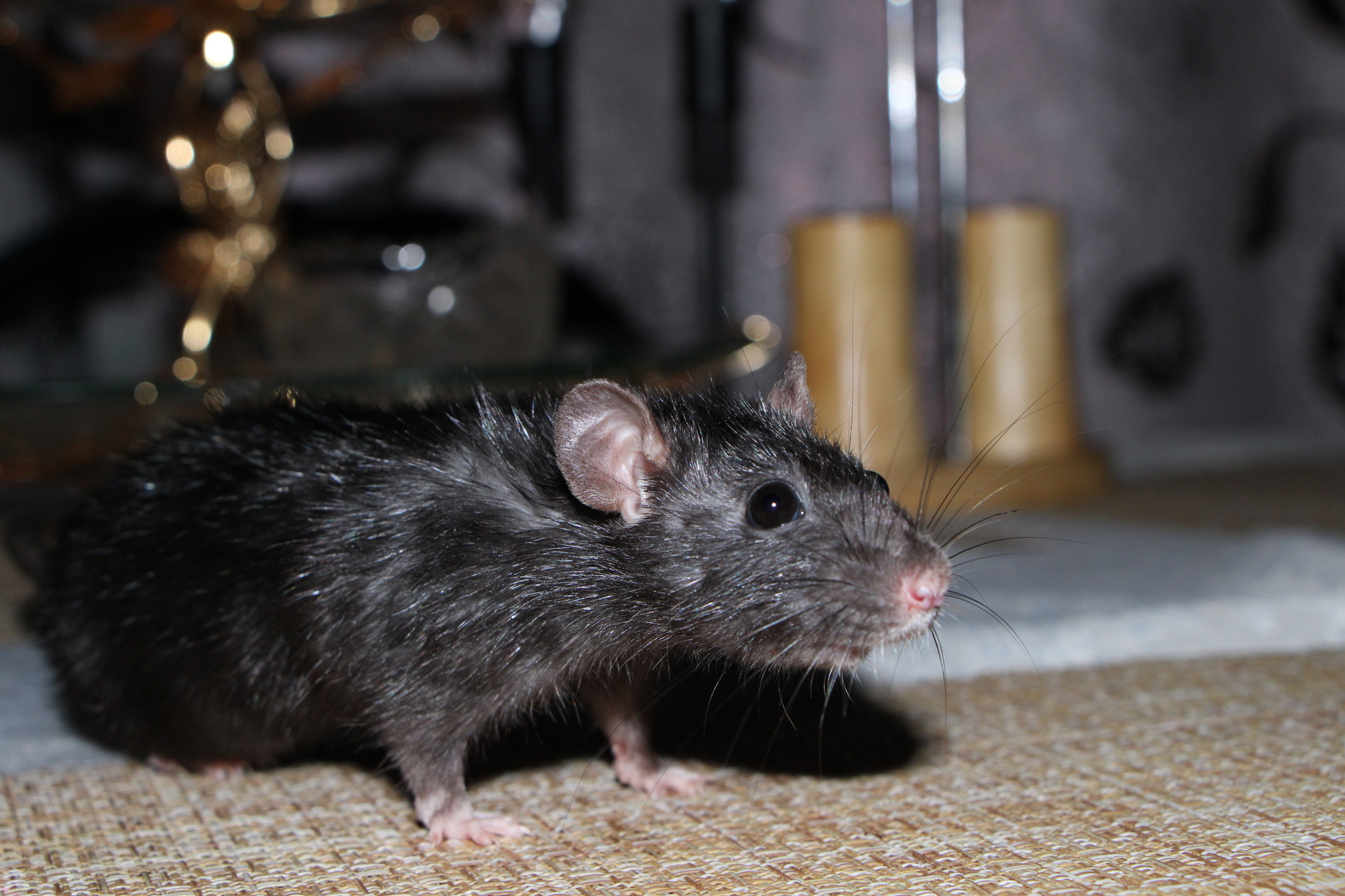 Caught and photographed - My, Rat, Night, Table, The photo, Red-handed