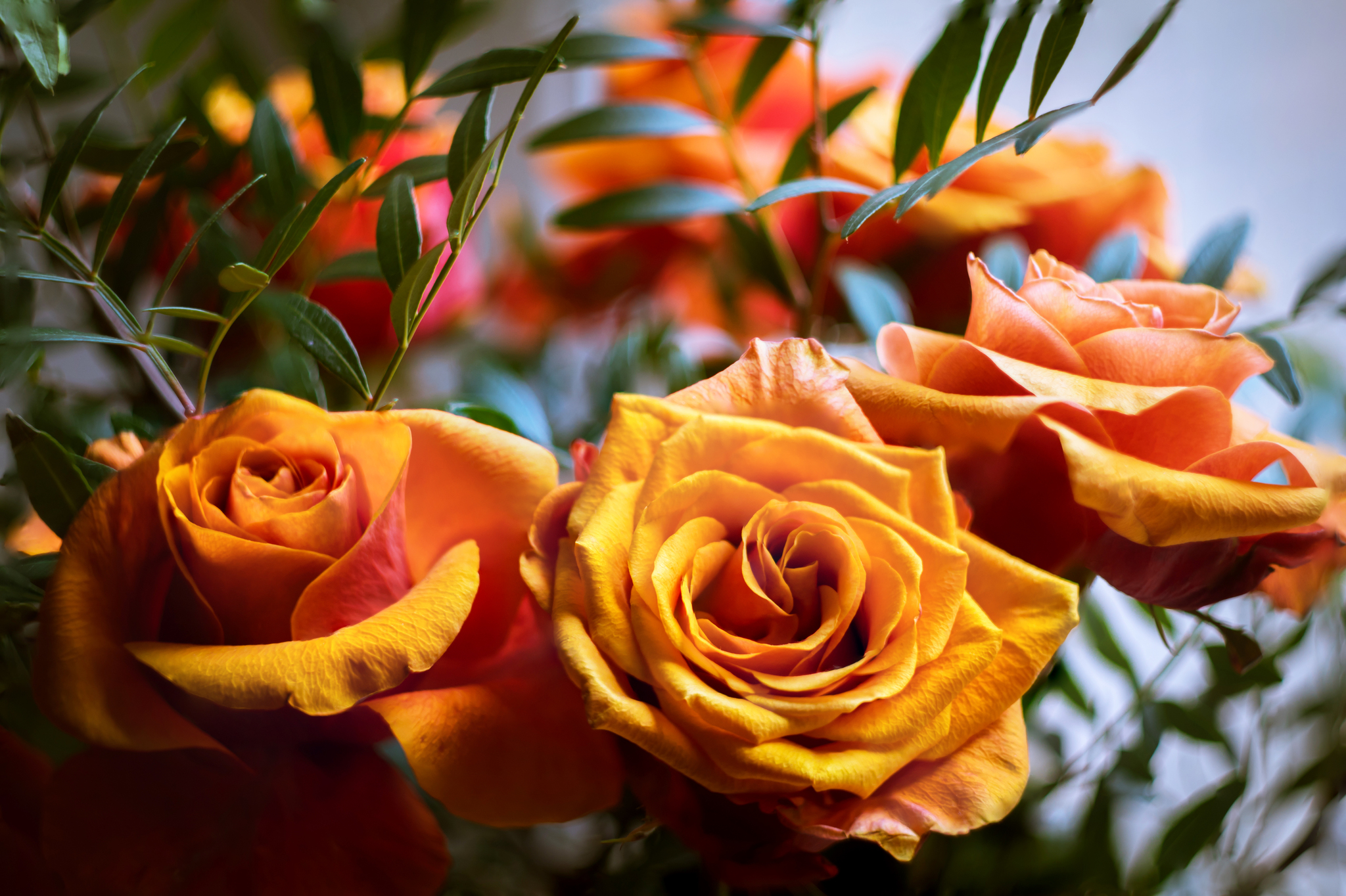 Beautiful bouquet - My, Canon 80d, Helios-44