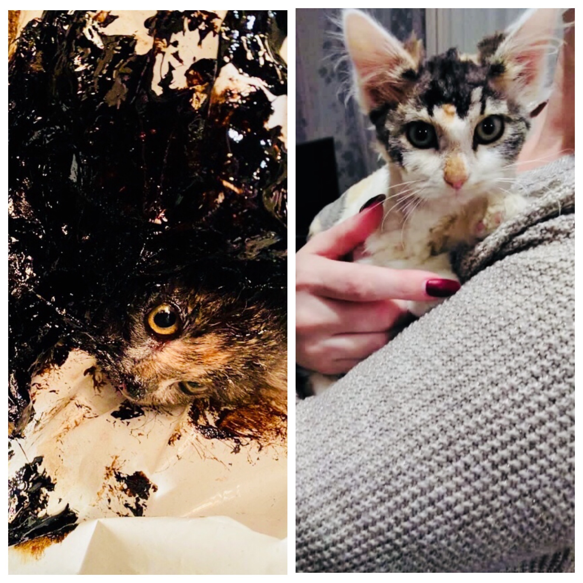 Remember the kitten that fell into an oil vat in an abandoned hospital? - My, Kittens, cat, Animal Rescue, Help, Homeless animals, Fuel oil, Kindness, Animals, Volunteering, Video, Longpost