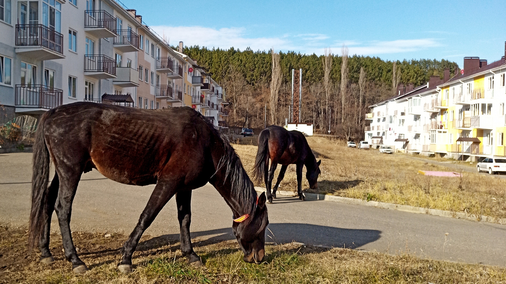 Chocolate horses on Katykhina - My, Horses, Cow, Okapi, Kislovodsk, Pets, Animals, Video, Longpost