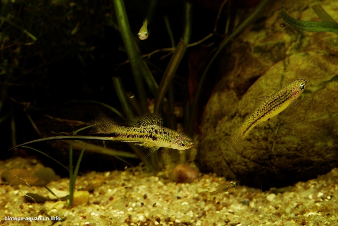 Kings of the Swordsmen. The longest tail. Montezuma swordtail - My, Scalariki, Angelfish, Swordtail, Aquarium fish, Aquarium, Biotope aquariums, Longpost