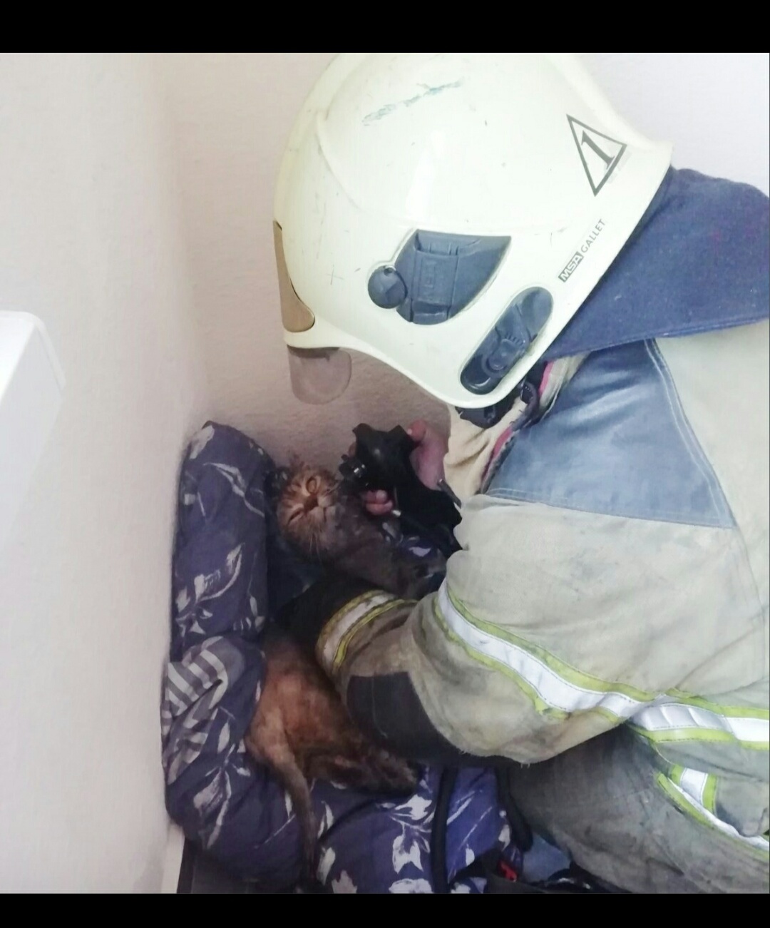 Firefighters pumped out the cat - Longpost, cat, Animal Rescue, Screenshot