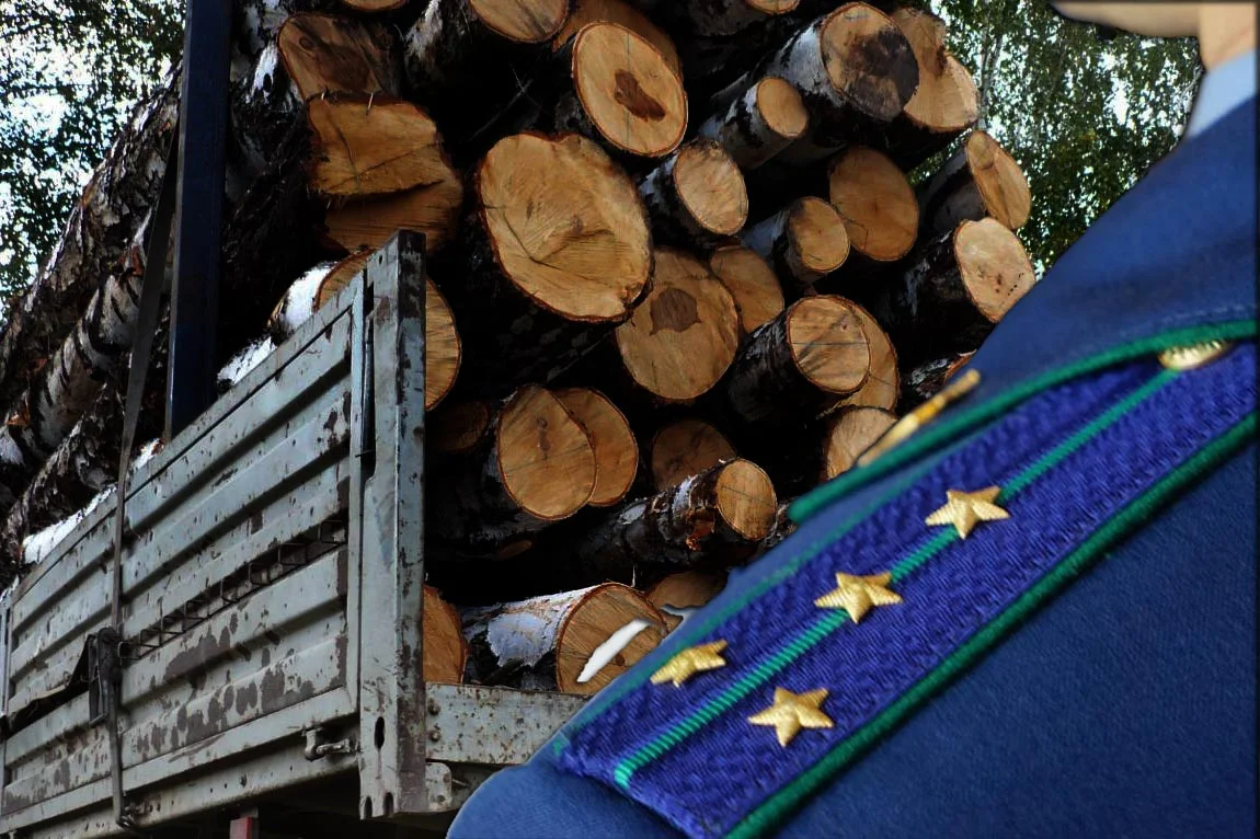 Prosecutor's trail in timber smuggling - My, Smuggling, Officials, Prosecutor's office, Customs, The border, Forest, Theft, Corruption, Bribe, Longpost