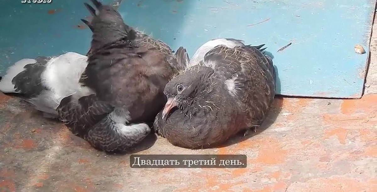 Рождение голубей. Родившийся голубь. Птенцы голубей от рождения до месяца. Ананьевские голуби.