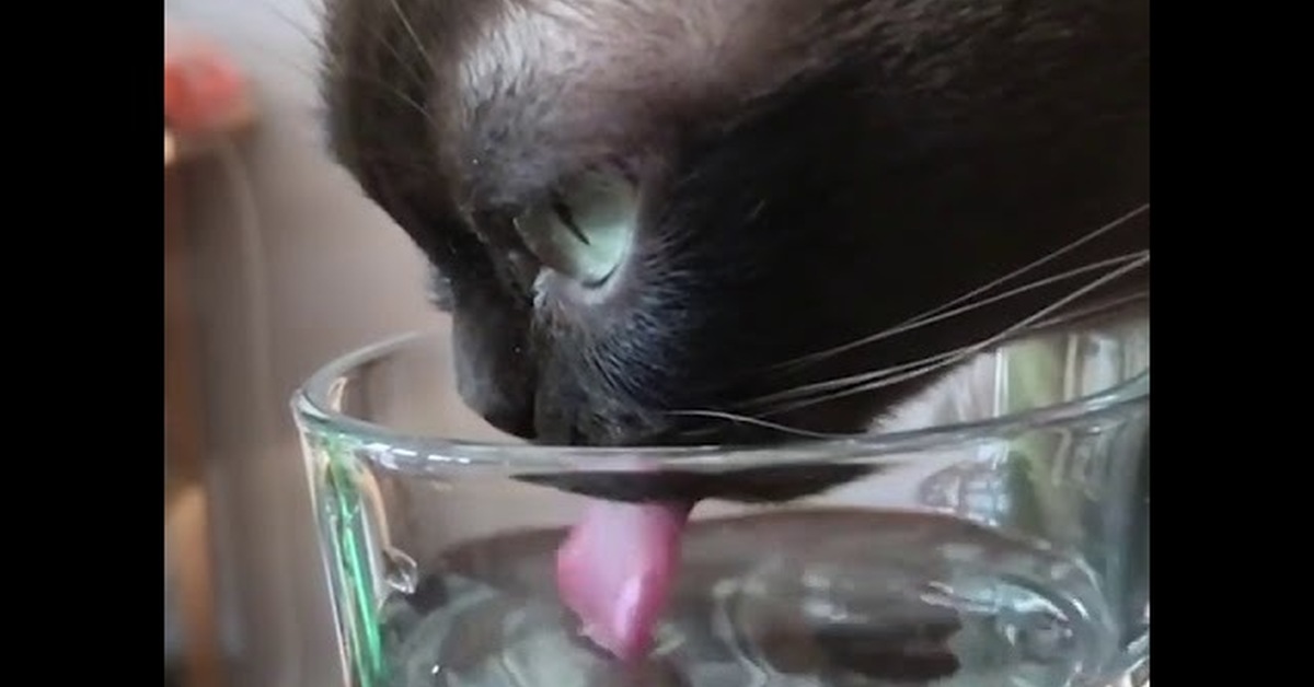 Как пьет собака замедленная. Кошка лакает воду замедленная съемка. Кошка пьёт воду замедленная съёмка. Как кошки пьют воду. Собака пьёт воду замедленная съёмка.