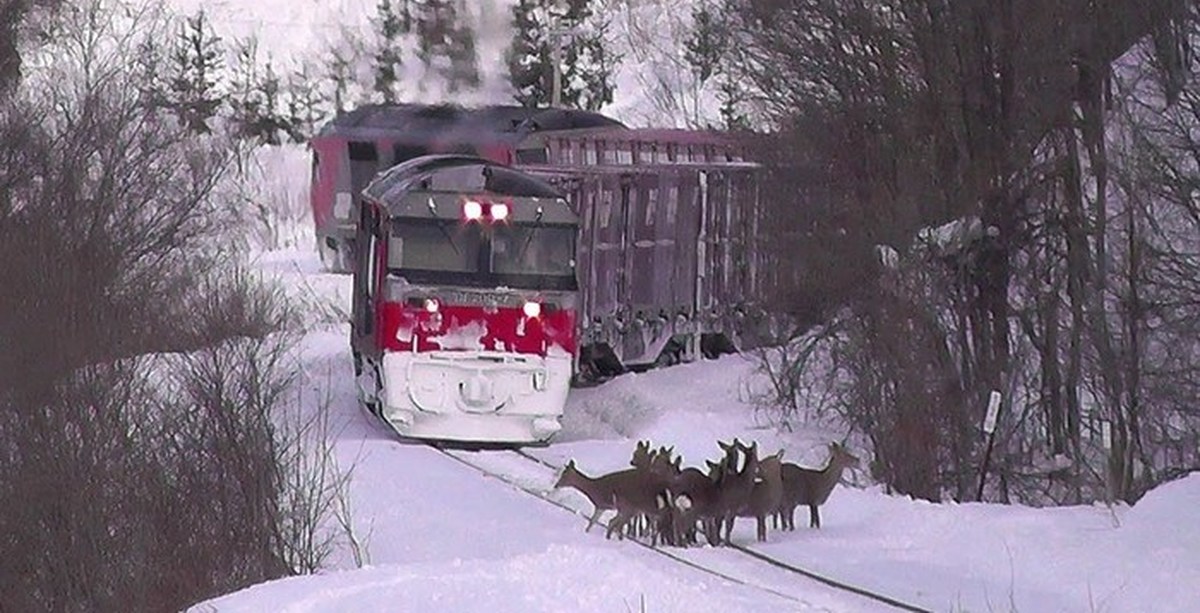 Поезд лось