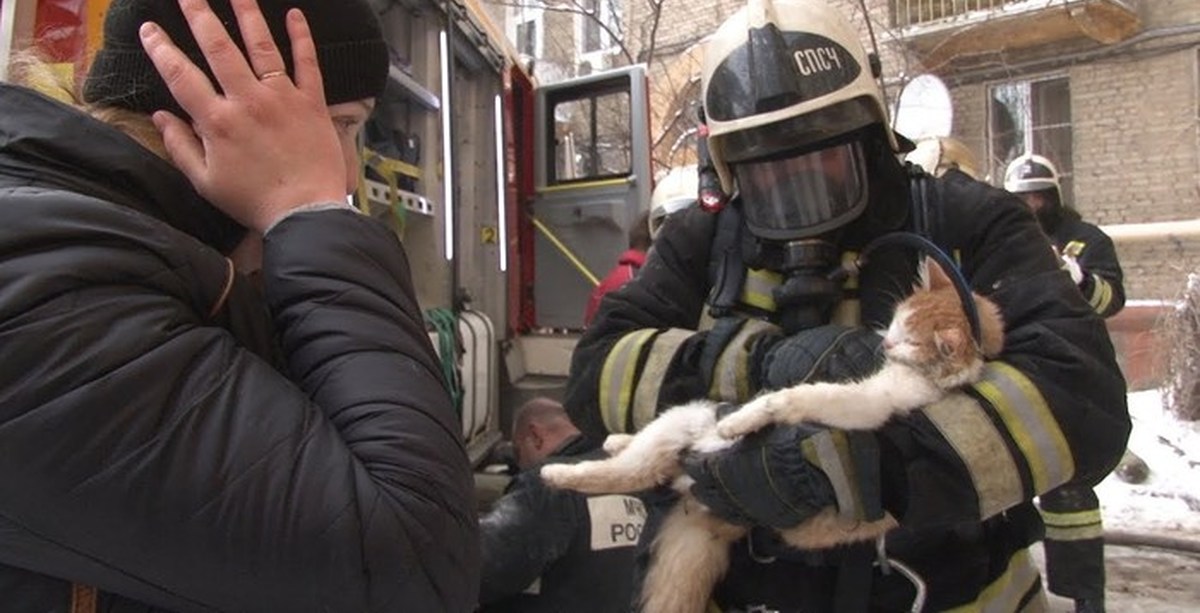 День спасения кошек. Пожарный спасает кота. Спасение кошки из пожара. Пожарный спас котенка.