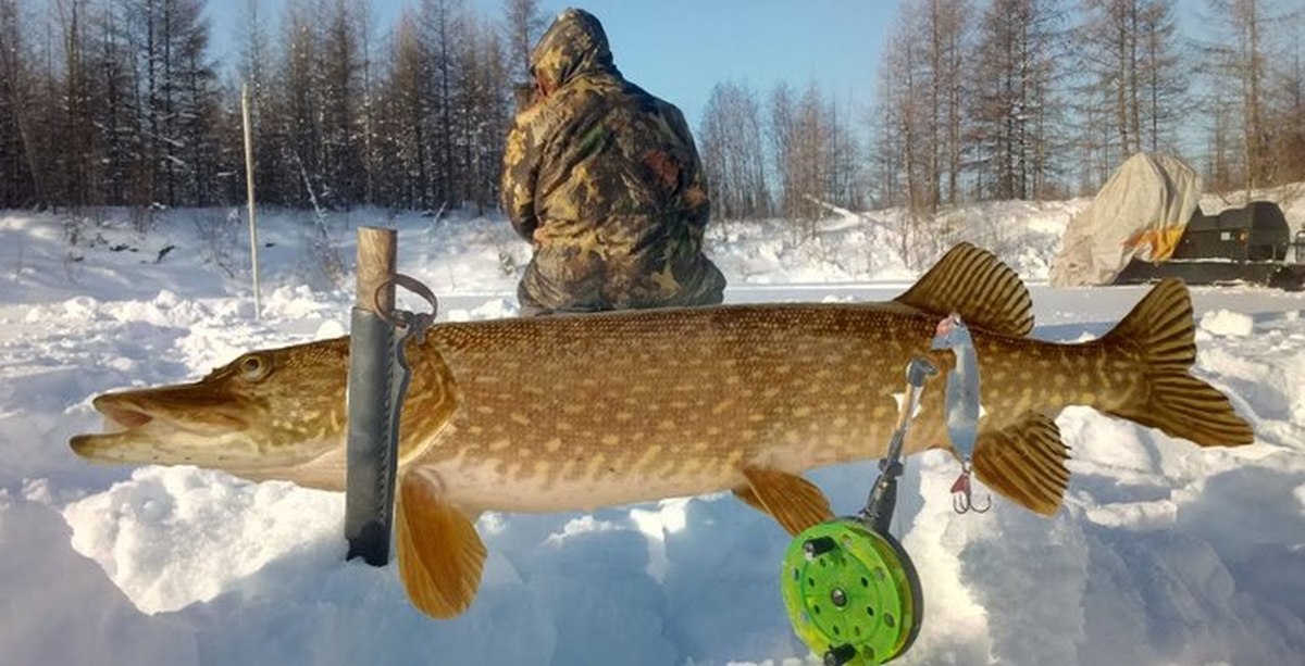 Клевая рыбалка hot fishing. Рыбалка в Якутии. Клёвая рыбалка в Якутии. Зимняя рыбалка на щуку в Якутии. Рыбалка в Якутии зимой.