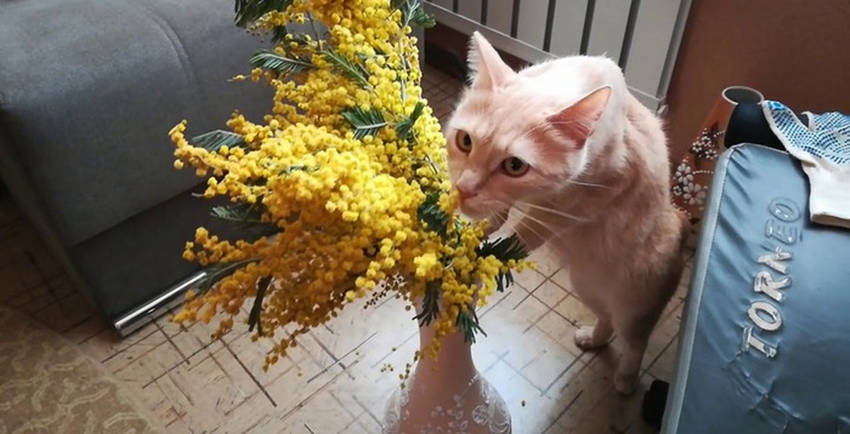 кошка и мимоза. кошка и мимоза. котик с мимозой. прикольный кот с цветами. цветы и коты мимоза.