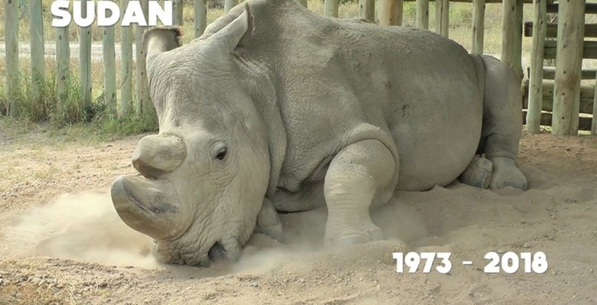 Белый носорог сколько осталось. Северный белый носорог Судан. Носорог из зоопарка Германии. Белый носорог последний самец.