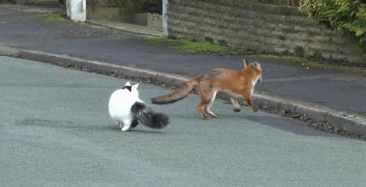 Fox and cat