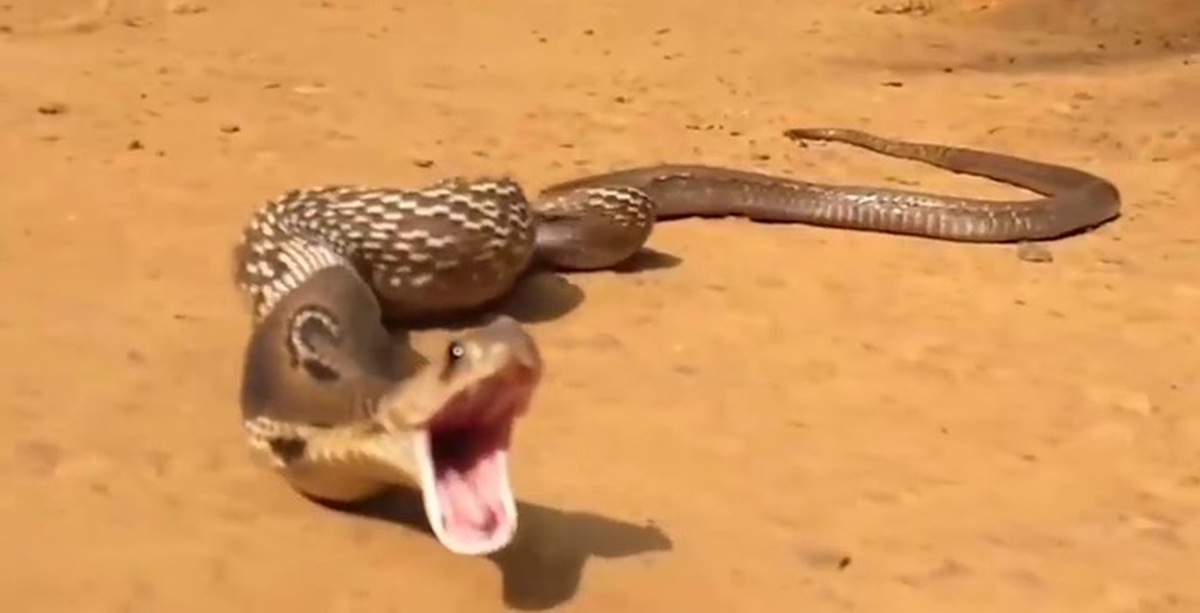 жена змея. подпись змея. змея прикол. кобра и заклинатель змей. змея смеется.